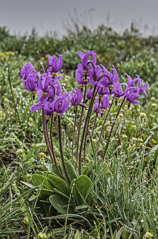 少花报春花(Primula pauciflora)或十二香报春花(Dodecatheon pulchellum)，俗称漂亮流星、少花流星、暗喉流星和草原流星。黄石国家公园，怀俄明州。